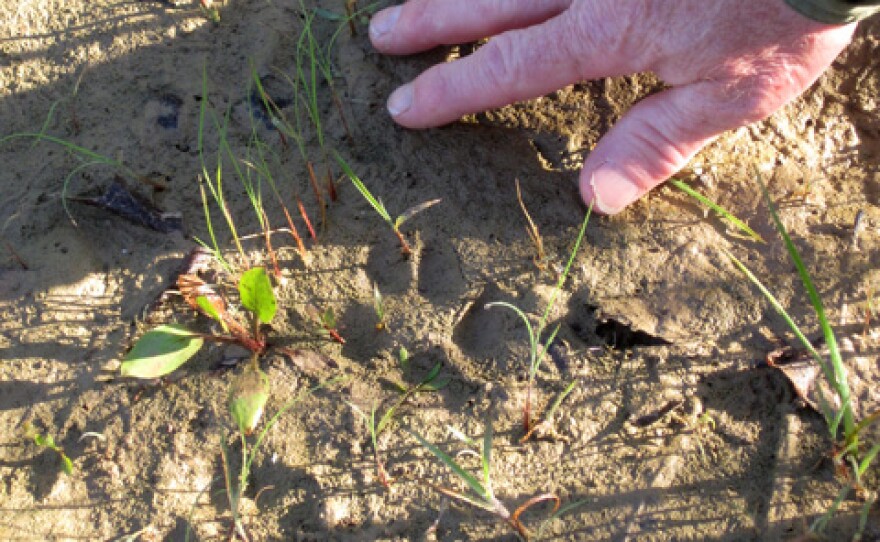 Bill Dodge points out a coyote track in Oakland County.