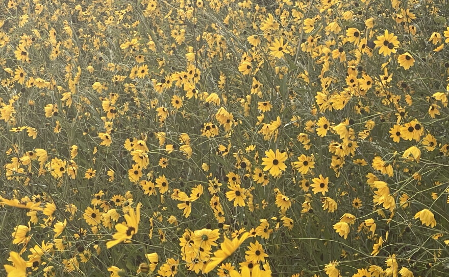 The Pepper Ranch Preserve in Pepper Ranch Preserve in Immokalee annually experiences a native sunflower bloom. Reservations for viewing the 2026 annual bloom event of native Southeastern sunflowers is available at  https://tinyurl.com/PepperRanchSunflowers.