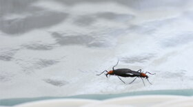 Contrary to popular belief, lovebugs were not created in a UF lab; instead, they migrated to the U.S. from Central America.