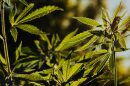 Industrial hemp plants like these can soon be grown legally in Missouri (12/15/19)