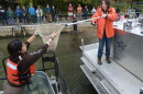 Elizabeth Bradshaw, a fish culturist with the New York State Department of Environmental Conservation's Oneida Fish Hatchery, hands a net filled with young lake sturgeon to Flora Kerner, a biological science technician with the U.S. Fish and Wildlife Service, during a stocking event at the Port of Rochester on Wednesday, Oct. 14, 2026. The DEC released 1,500 lake sturgeon fingerlings into the Genesee River as part of an ongoing effort to restore the state-threatened species. The effort has shown encouraging results, with lake sturgeon spawning documented in the river in 2021 for the first time in more than 50 years. Since 2003, approximately 9,000 lake sturgeon have been released into the river to help rebuild a naturally reproducing population.