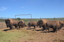 This herd of American bison will become the first to roam in the Mexican state of Sonora is around two centuries.