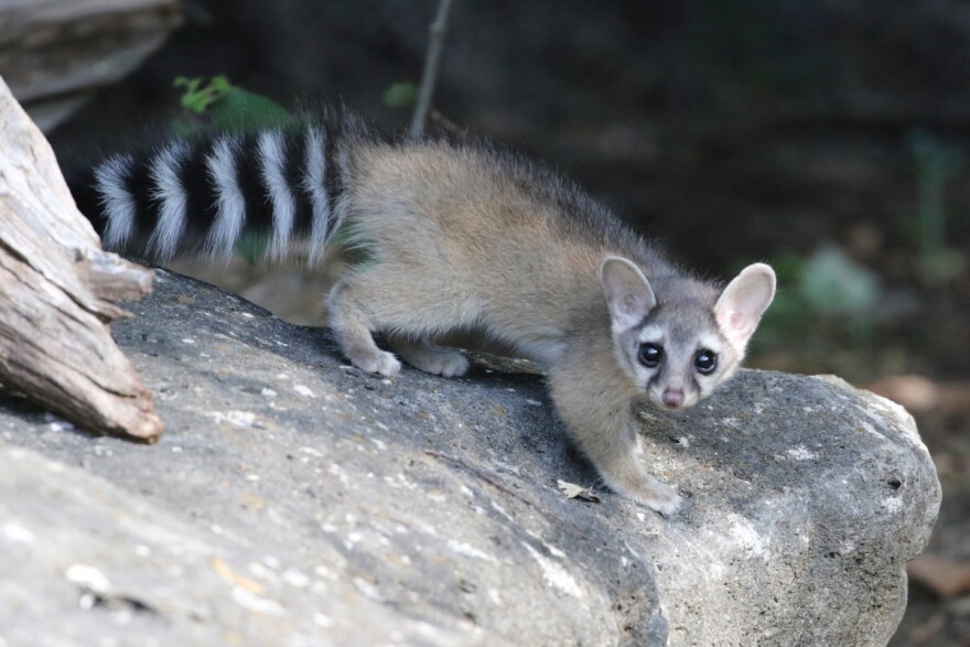 A ringtail looks directly at the camera, seemingly interrupted mid-crossing of a big rock. The picture is taken during the day. The ringtail appears young, it has big shiny black eyes, oval ears, a fluffy beige coat that looks very soft, and a big bushy tail, almost as long as its body, with black and white rings. His little face looks worried because of his natural markings: white patches above his eyes that look like eyebrows and black rings under its eyes. It is very cute. 