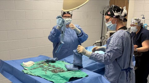 MSU veterinary sciences instructors and students perform various surgeries at the University Farm.