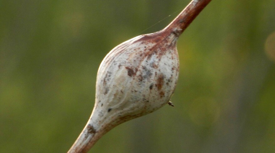 A goldenrod gall