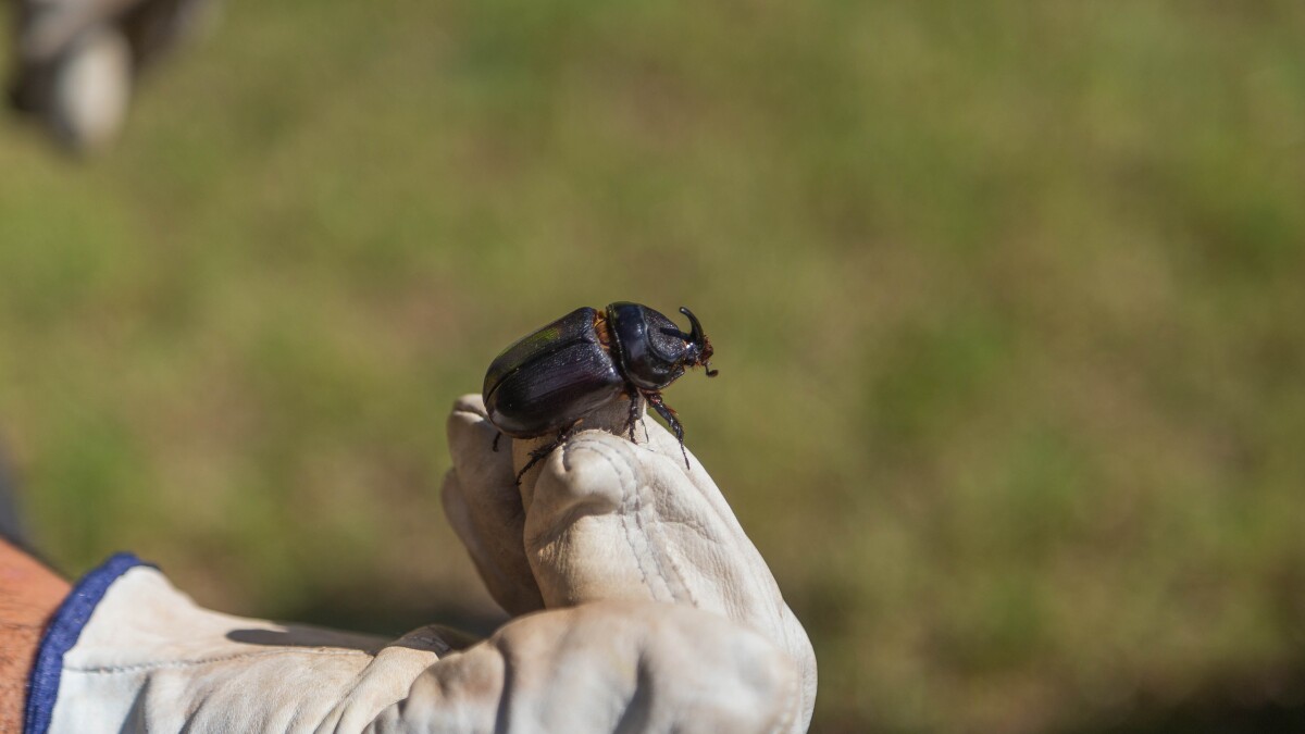 Proposed rules to stop invasive beetle from infesting Maui or Lānaʻi moving forward