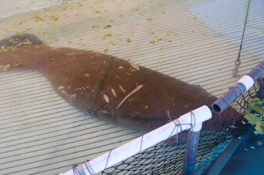 This manatee at a SeaWorld rehabilitation center was so weak with starvation, her head rested on a pipe to help her lift it to breathe. Photo by Amy Green