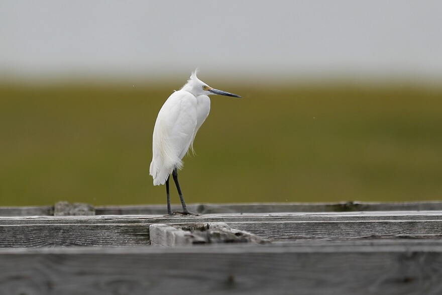 A snowy egret rests on a boat dock, Thursday, May 14, 2020, at Hooper's Island in Fishing Creek, Md. 