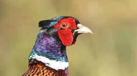 Common pheasant