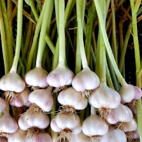 Freshly harvested garlic