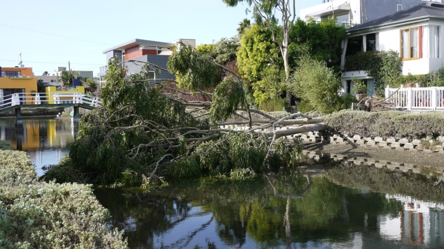A fallen tree over one of the famous canals of Venice Beach.