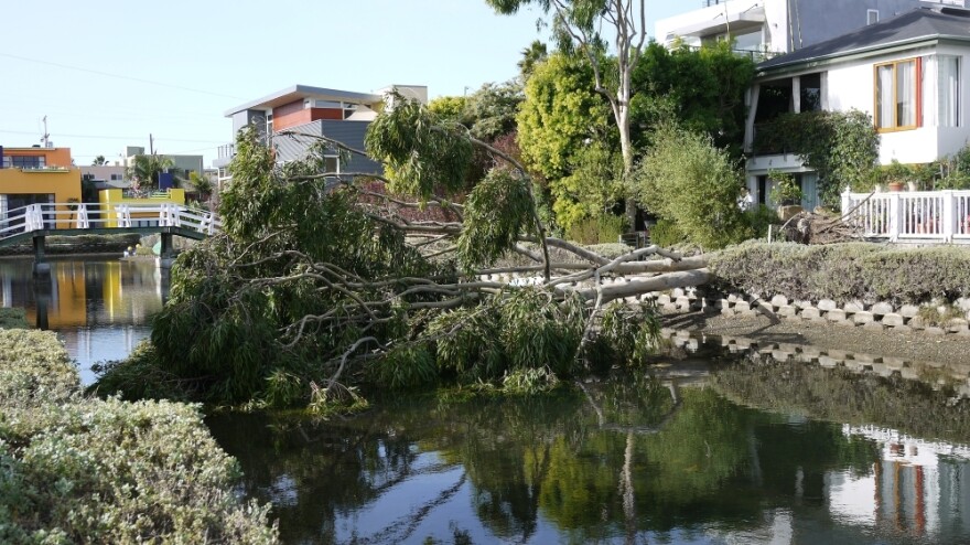 A fallen tree over one of the famous canals of Venice Beach. 