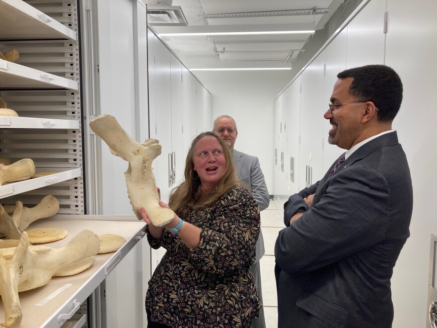 SUNY Chancellor John King received a tour of ESF's collections, which includes this whale vertebrae.