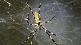 A Nephila clavata, a type of orb weaver spider native to Japan where it is called joro-gumo or joro spider, waits in its web for prey. Scientists say the species can withstand cold temperatures, which may lead to a migration to places like upstate New York.