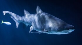 Researchers examined the genomes of some creatures with a truly ancient lineage: sharks.