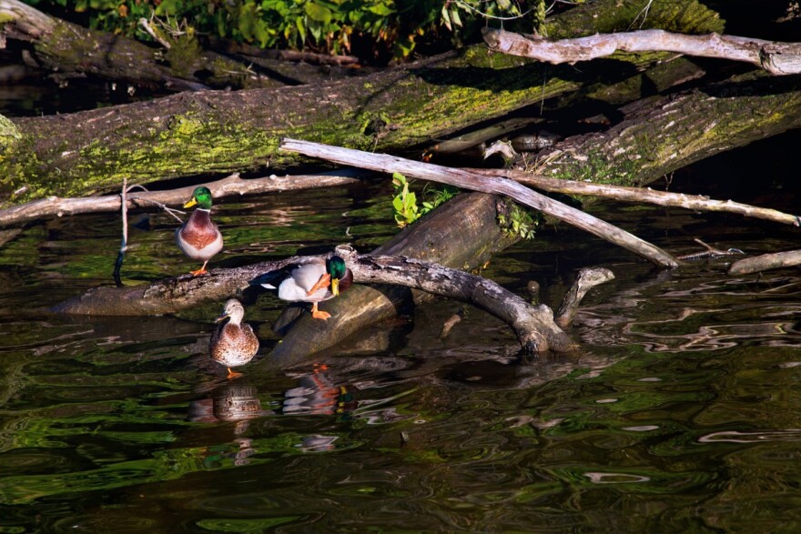 Ducks on the Ohio River