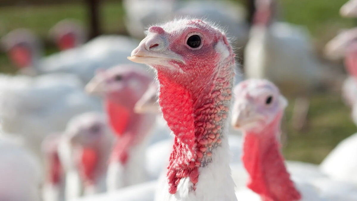 USDA confirms bird flu outbreak in Jerauld County turkey flock - Vimarsana News