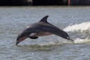 A dolphin jumping in the water
