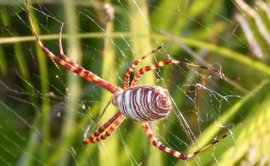 Banded garden spider (Argiope trifasciata)
