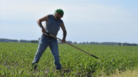 A farmer in Milford, Indiana, clears weeds out of a cornfield with a hoe.