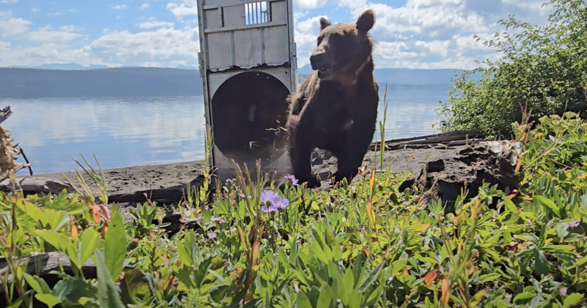 Why were grizzlies trucked from Montana to Wyoming?