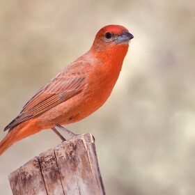 Each spring, hepatic tanagers journey from as far away as Central America to the Chisos, Davis and Guadalupe mountains, to breed in the Ponderosa pine forests of these West Texas sky-island ranges.