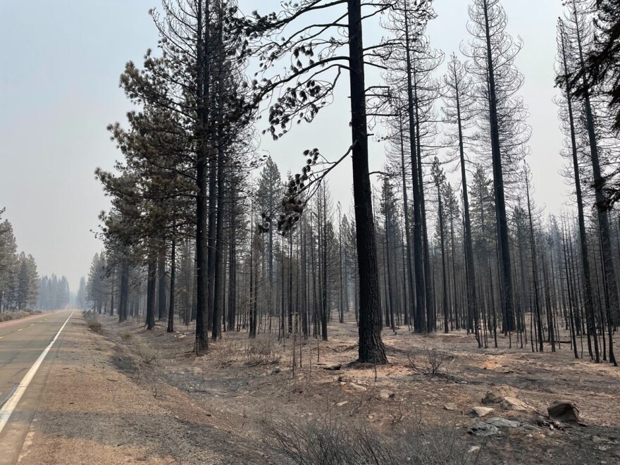 The Dixie Fire burned miles of forestland west of Chester along State Route 36.