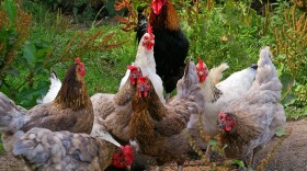Stock photo of chickens