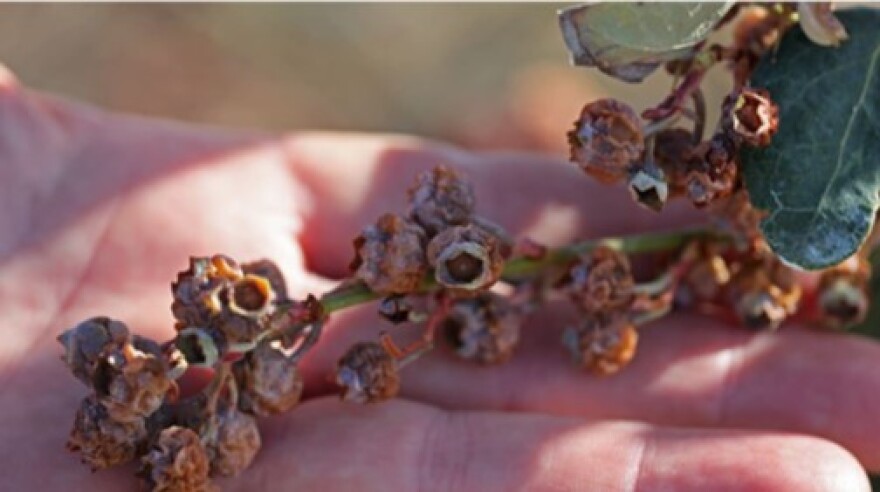 Freeze damage to blueberries.