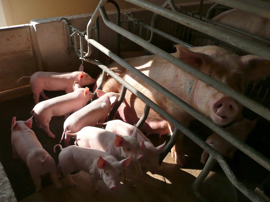 Piglets nurse with their mother at a farm about 60 miles north of Madrid. The pigs will slaughtered and transported to restaurants the city to be served as <em>cochinillo asado</em>.