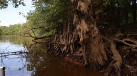 Tupelo trees line the edge of the Apalachicola river, alongside oaks, cypress and water hickories. These trees are competing for limited resources along the floodplain.