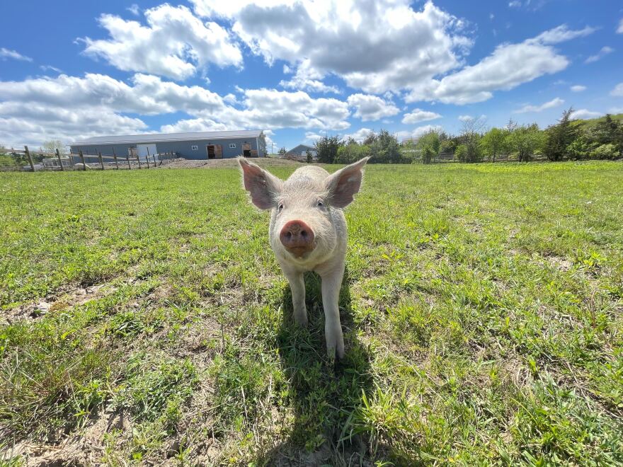  Dawn, a pig, enjoys her life at Sweet Farm Sanctuary.