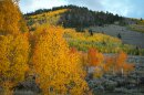 Fall foliage in Utah’s Fishlake National Forest, Sept. 29, 2025. While autumn warmth may not be as obvious as summer heat waves, Utah’s record-breaking fall is another local example of how climate change is shifting global weather.