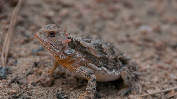 Short Horned Lizard