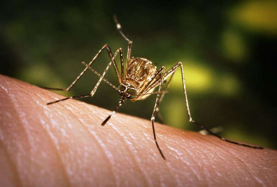 West Nile virus is most often spread by the bite of an infected mosquito, according to the CDC. Photo: CDC