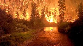Two elk flee a wildfire in California