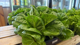 The greens ready for purchase at The Market at Rockledge Gardens from Fletcher Family Farms.