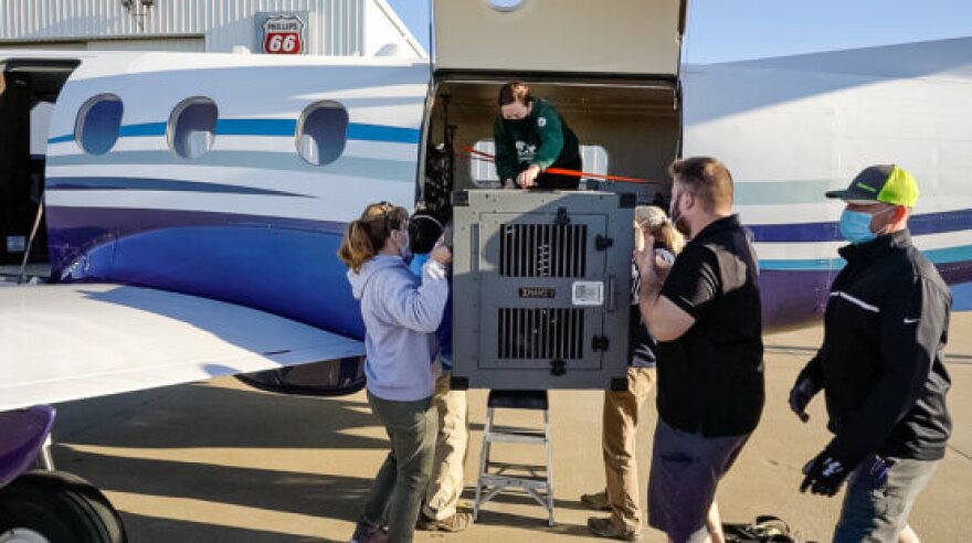 Regina Mossotti and others load the wolves onto the jet plane.