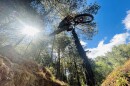 A mountain biker going over a jump. 