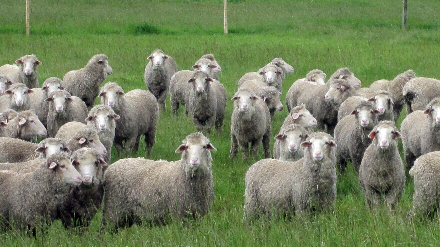 Sheep in Tasmania