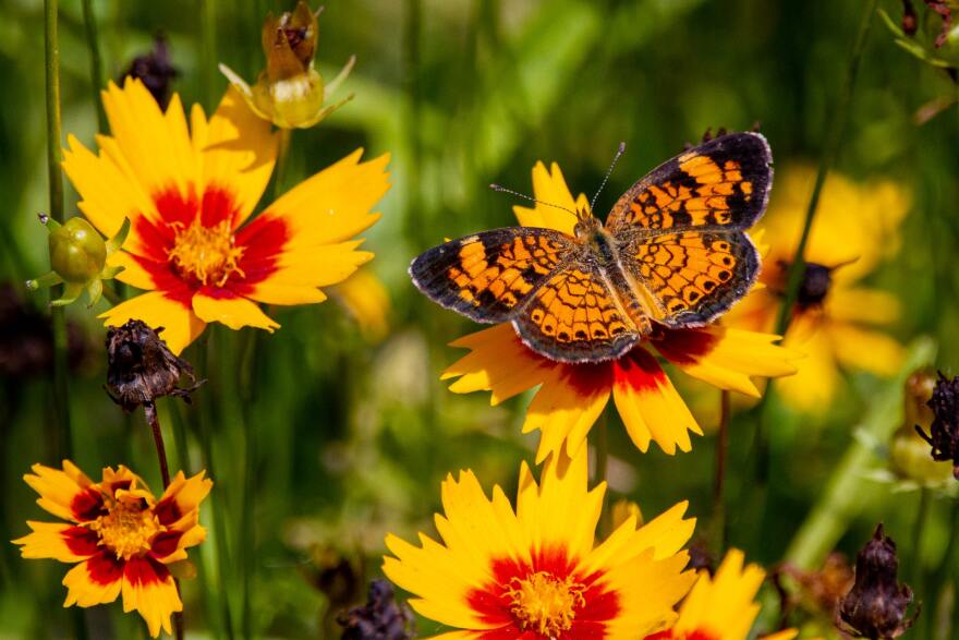 An orange and black butterfly rests on top of one of several red and yellow flowers