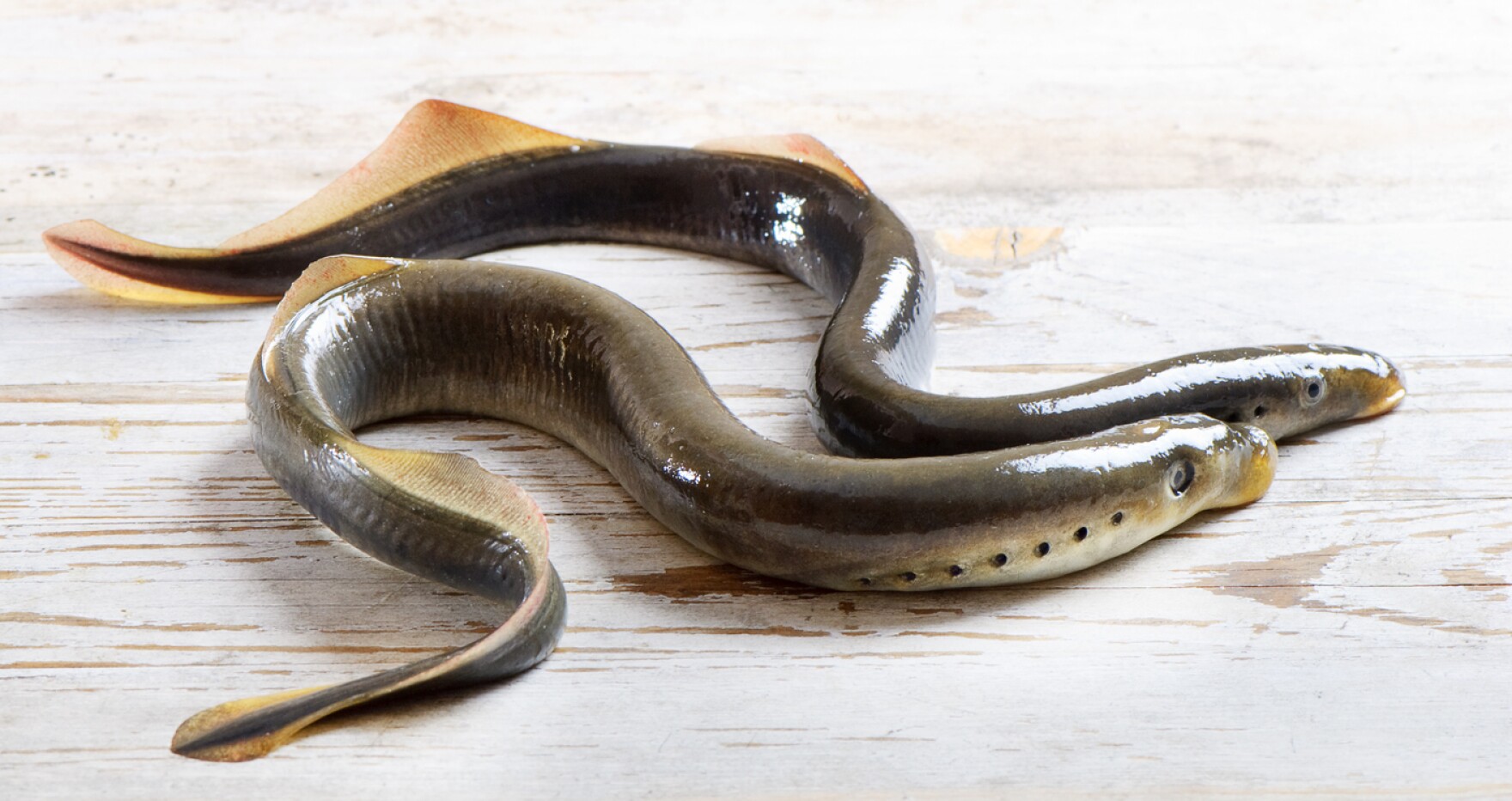 Lamprey Control Program Hailed As Success, As Focus Shifts To New York
