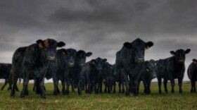 cows
