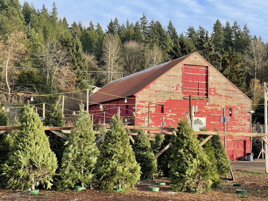 Precut Christmas trees await new homes at McMurtrey Farm in Woodinville.