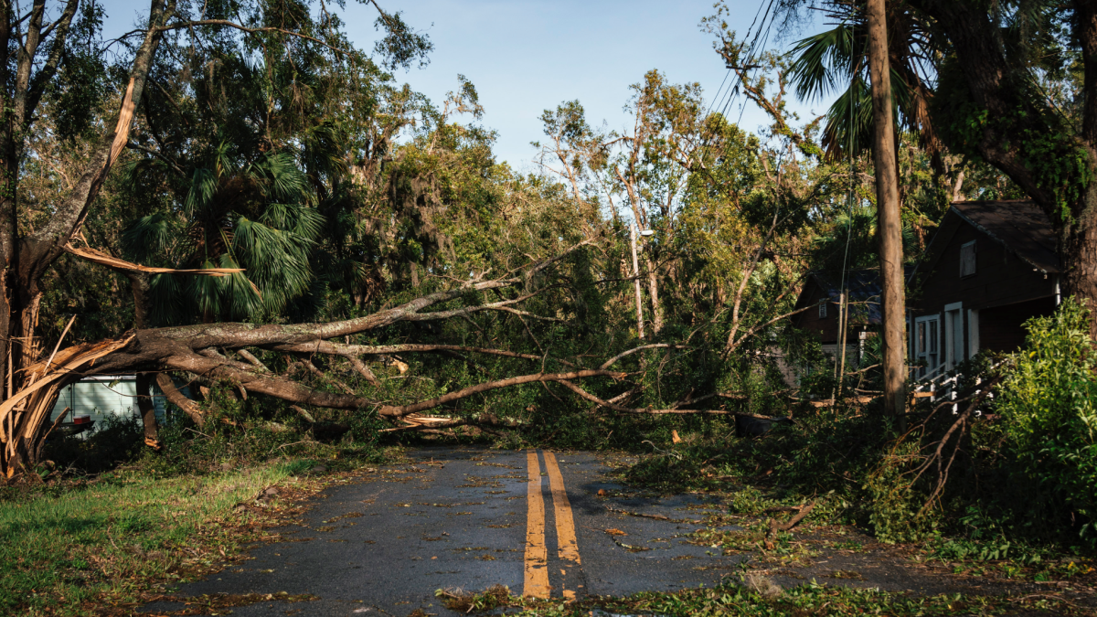 10m trees to plant  in 6 hurricane-ravaged states