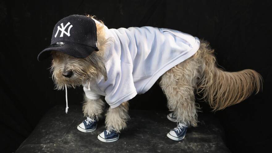 Maltipoo Shaggy is dressed as a Yankees fan at the Tompkins Square Halloween Dog Parade in New York City last year. Commentator Frank Deford says the Yankees are turning into a home for the assisted living.