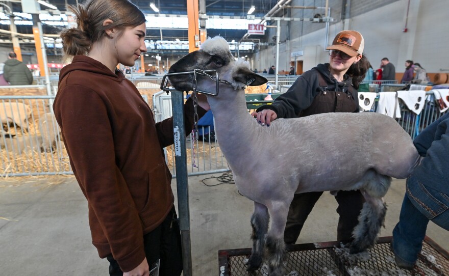 Sisters and 4H members, Brianna, 14, and Abby Bulfaro, 18, ready one of their 14 sheep to be shown at the PA Farm Show.