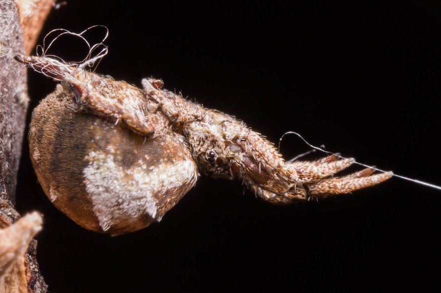 A triangle-weaver spider holds its web in tension.