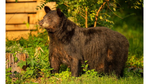 A now-abandoned state plan to euthanize Dolly the bear sparked calls for a comprehensive approach to local bear problems at Tuesday’s Asheville City Council meeting.