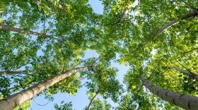 A tree canopy from underneath